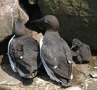 Common Murre