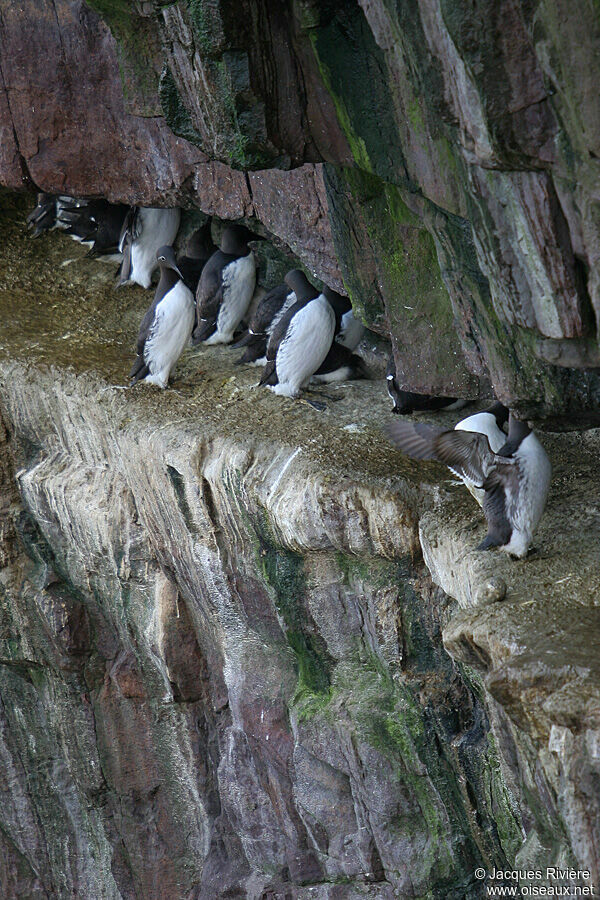 Guillemot de Troïladulte nuptial, Nidification