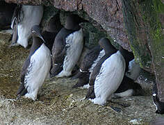 Common Murre