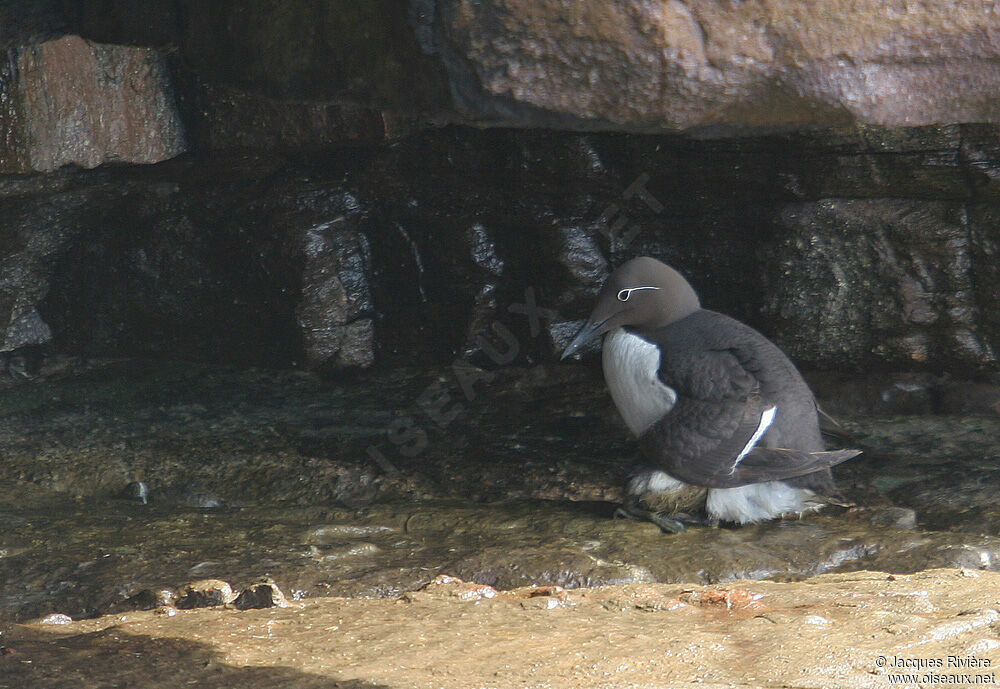 Guillemot de Troïladulte nuptial, Nidification