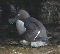 Guillemot de Troïl