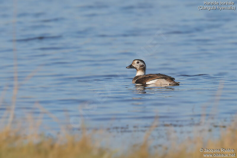Long-tailed Duck female adult post breeding, swimming