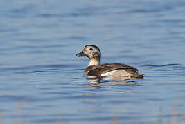 Long-tailed Duck