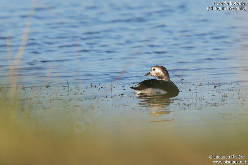 Long-tailed Duck female adult post breeding