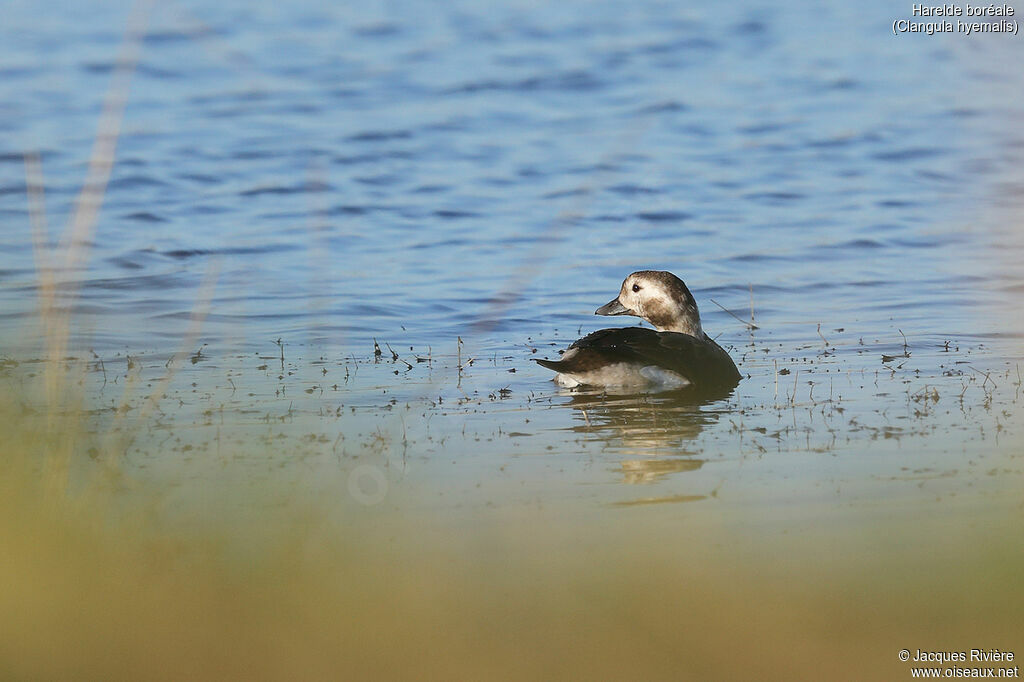 Long-tailed Duck female adult post breeding