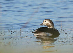 Long-tailed Duck