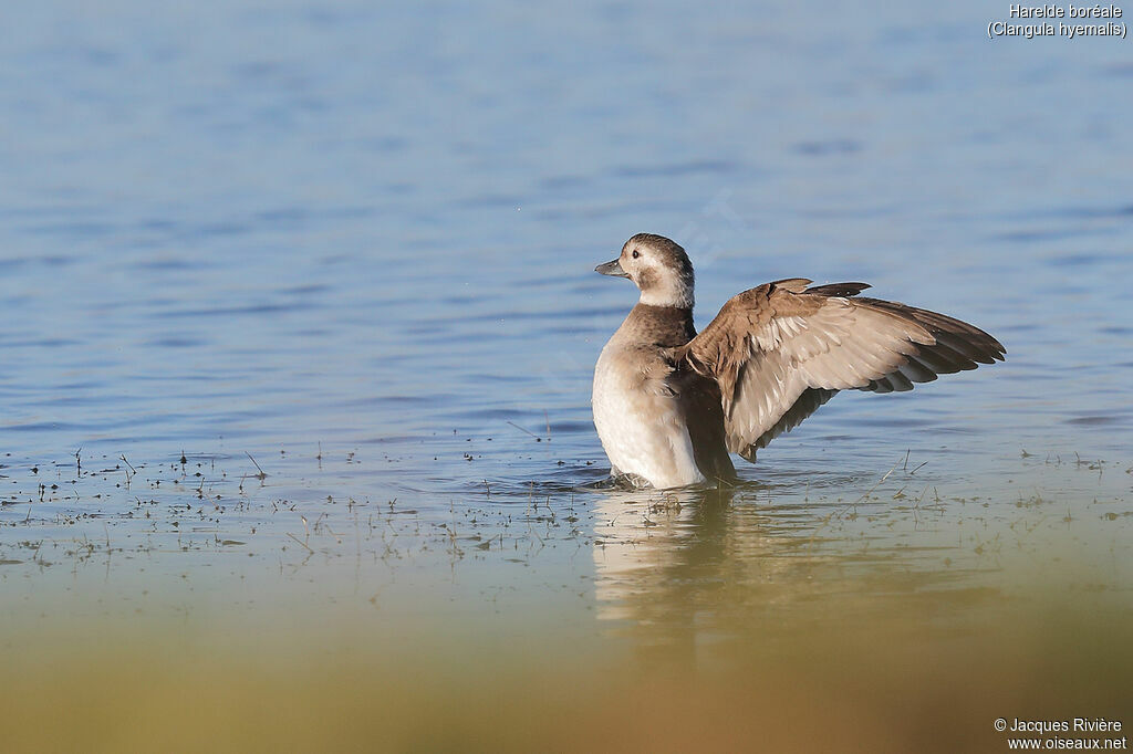 Long-tailed Duck female adult, swimming