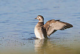 Long-tailed Duck