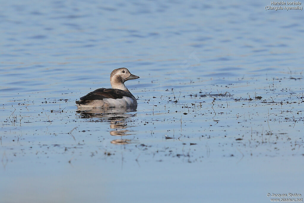 Long-tailed Duck female adult, swimming