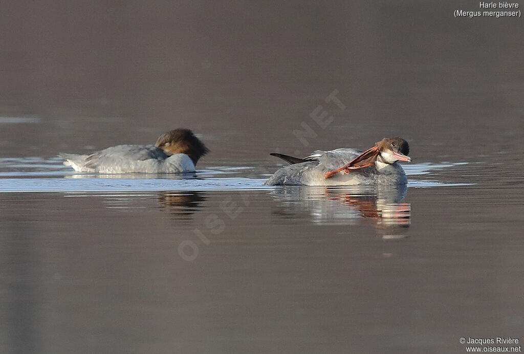 Common Merganser female adult post breeding, identification, care