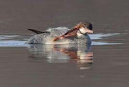 Common Merganser