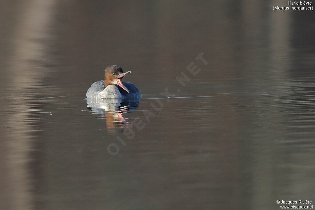 Common Merganser female, identification, swimming