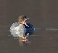 Common Merganser