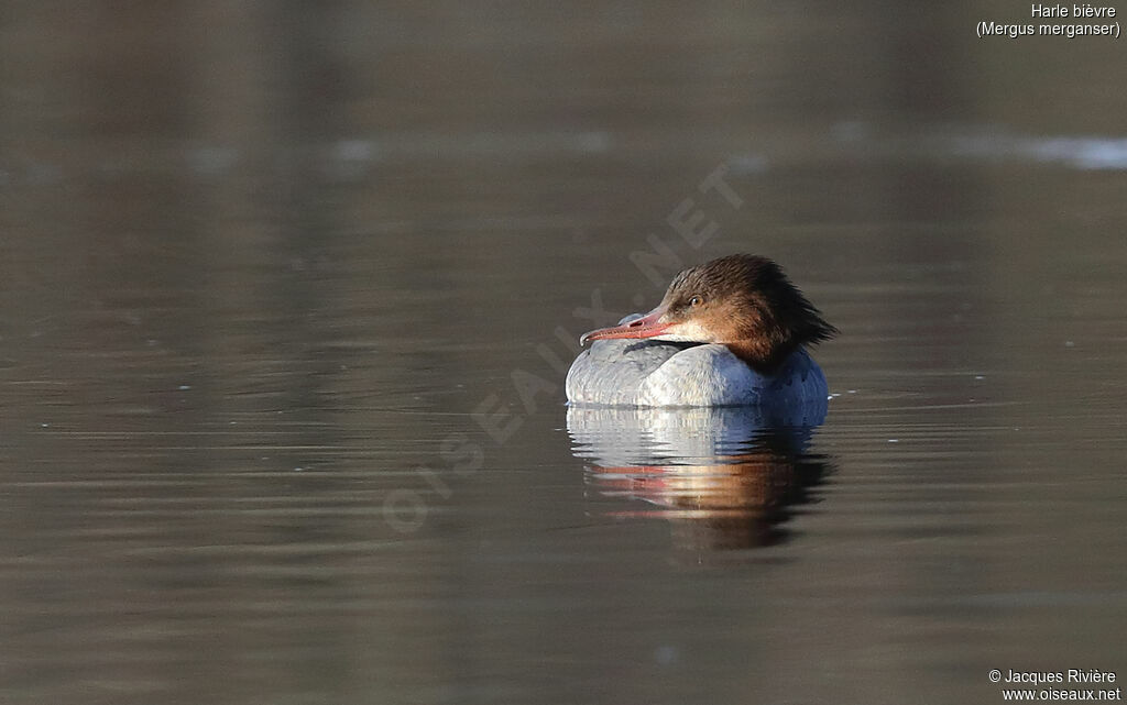 Common Merganser female adult, identification, swimming