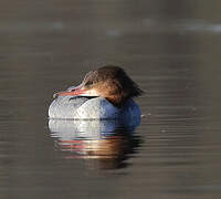 Common Merganser