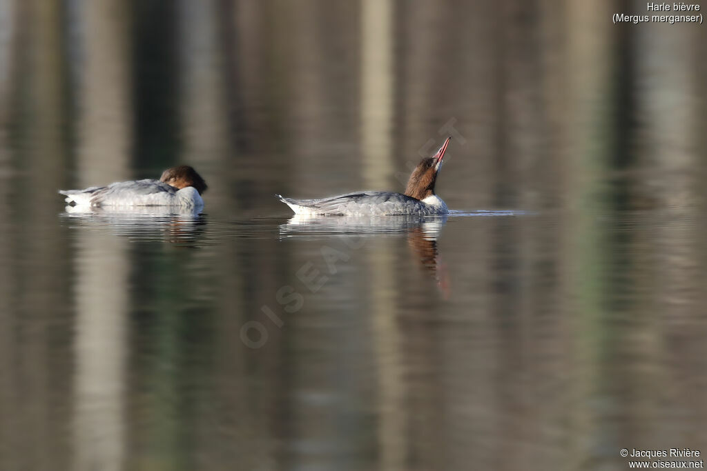 Common Merganser female adult breeding, identification, courting display