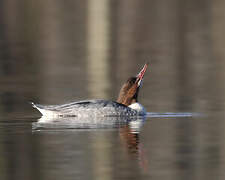 Common Merganser