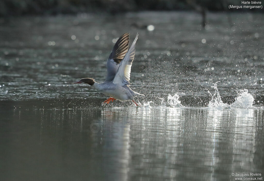 Common Merganser female adult, Flight