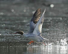 Common Merganser