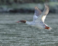 Common Merganser