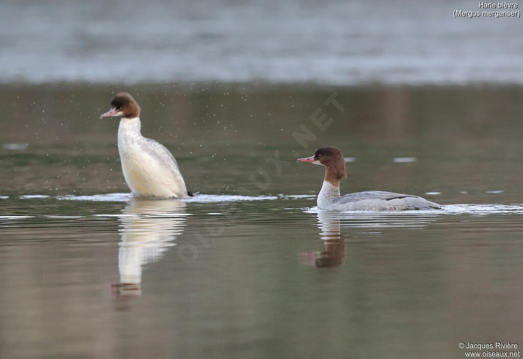 Common Merganser female adult, identification, swimming