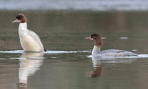 Common Merganser