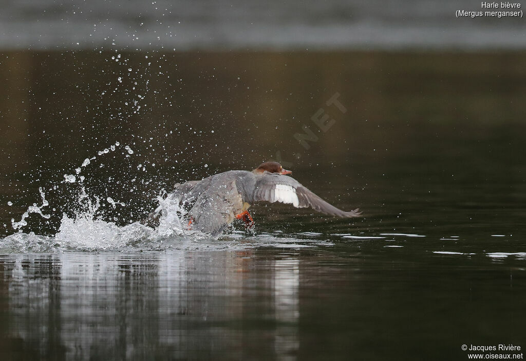 Common Merganser female adult, Flight