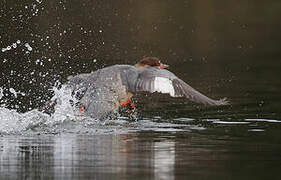 Common Merganser