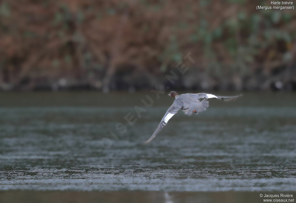 Common Merganser female adult, Flight