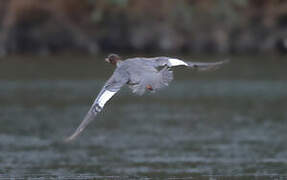 Common Merganser