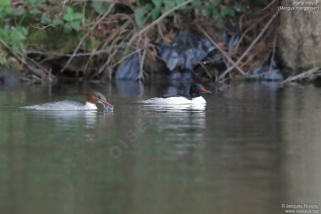 Common Merganseradult breeding, swimming