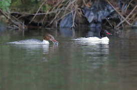 Common Merganser