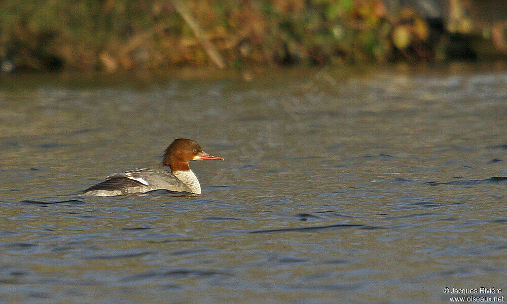 Common Merganser female adult post breeding