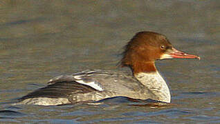 Common Merganser