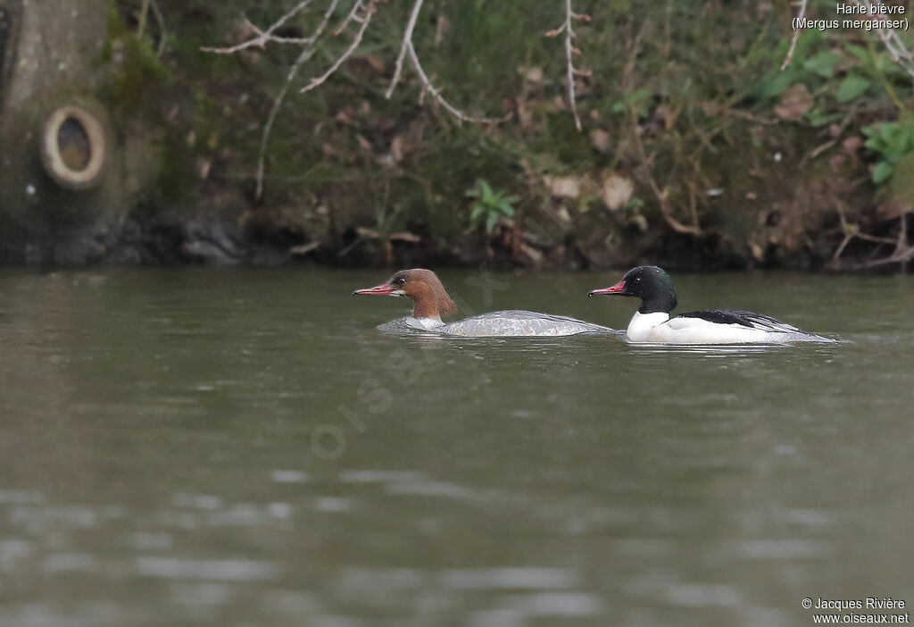 Common Merganseradult breeding, swimming