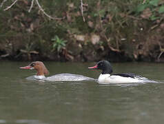 Common Merganser