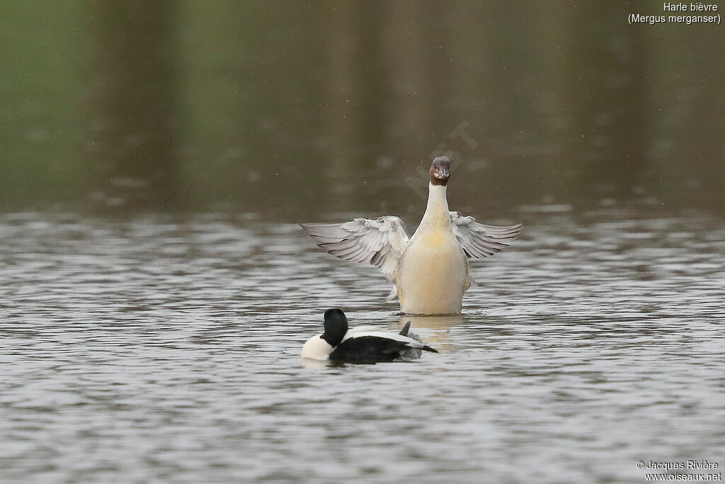 Harle bièvreadulte nuptial, soins, nage