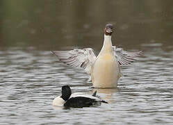 Common Merganser