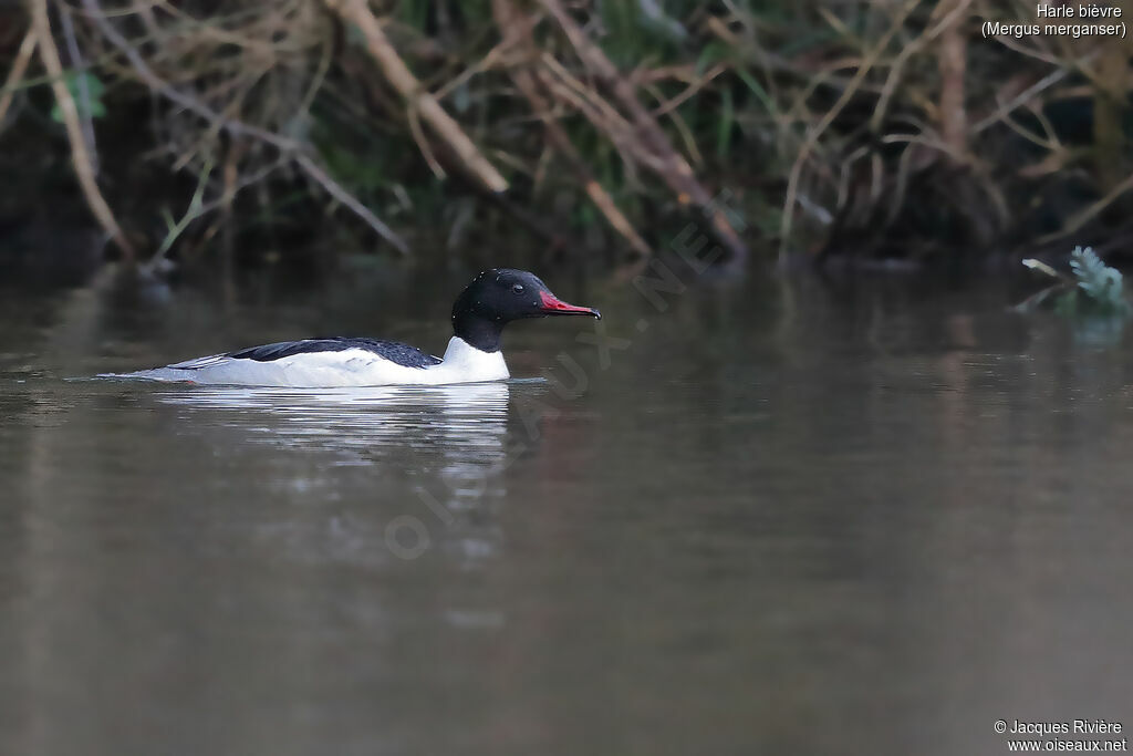 Common Merganser male adult breeding, identification, swimming