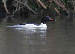 Common Merganser