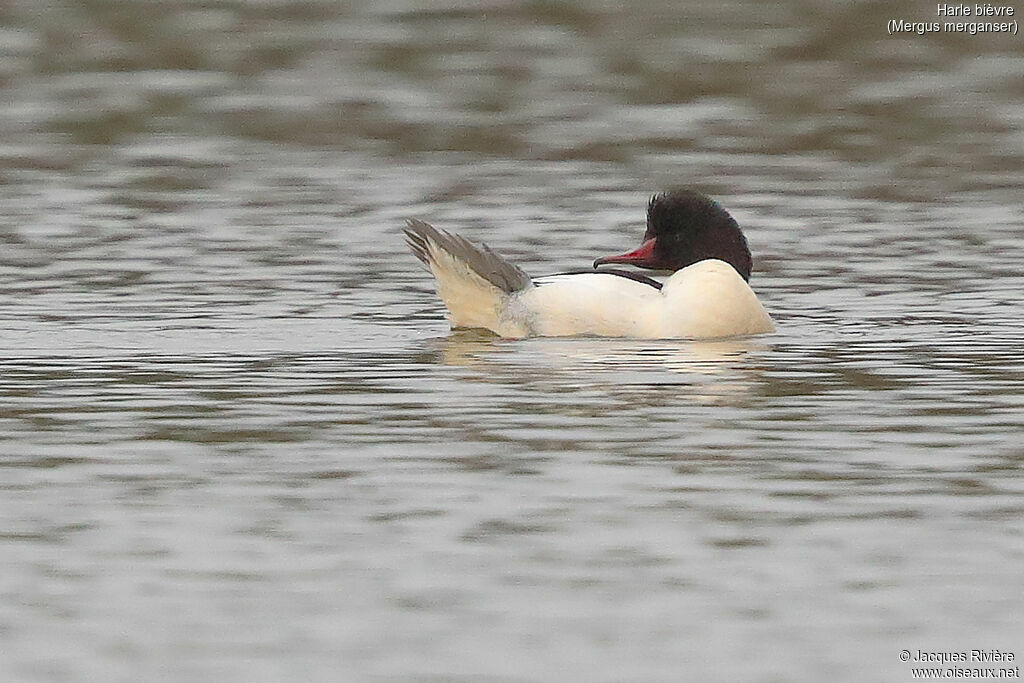 Common Merganser male adult breeding, identification, care, swimming