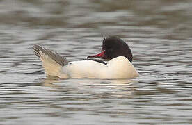 Common Merganser