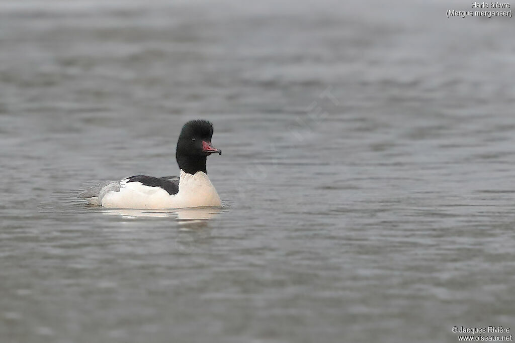 Common Merganser male adult breeding, identification, swimming