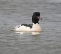 Common Merganser