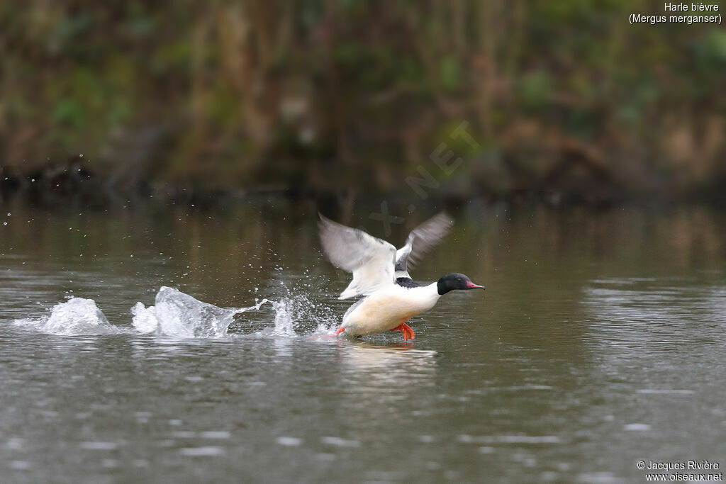 Common Merganser male adult breeding, Flight