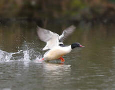 Common Merganser