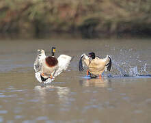 Common Merganser