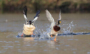 Common Merganser