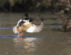 Common Merganser