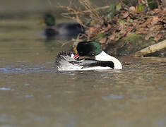 Common Merganser
